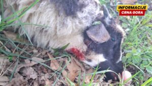 Psi lutalice usmrtili 15 ovaca na imanju kod Bijelog Polja