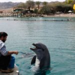 Novi Zeland: Nema više plivanja s delfinima