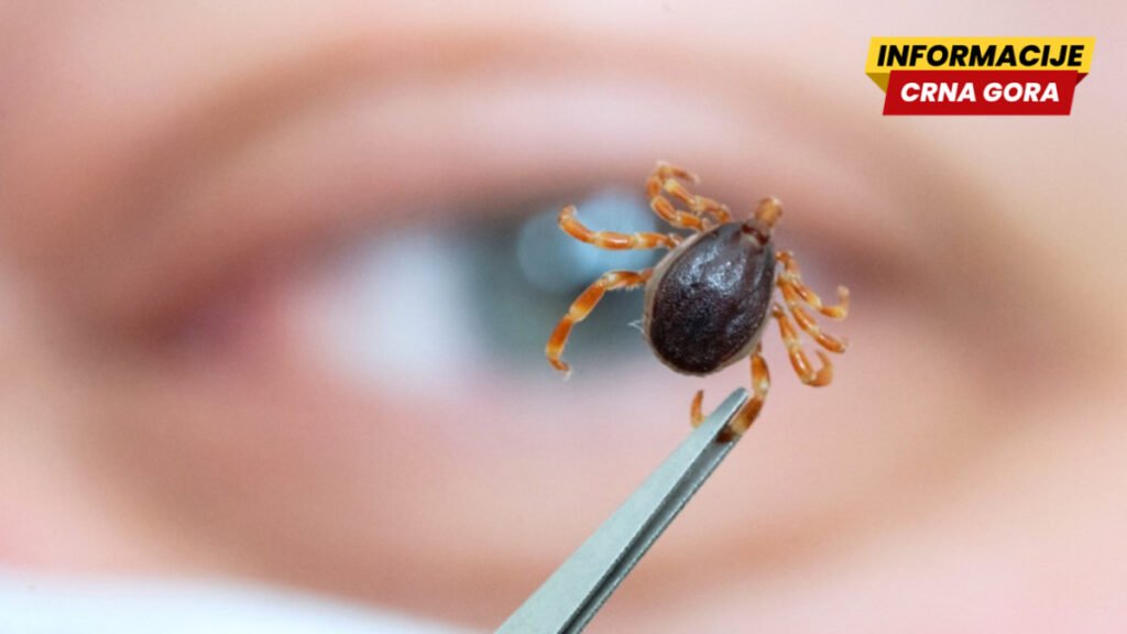 Sve što treba da znate o ujedu krpelja