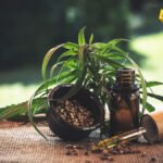 U Šri Lanki uhapšena 22 budistička monaha – kod njih pronađeno 110 kilograma kanabisa