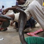 Šou sa zmijama u Hurgadi završio tragično – kobra usmrtila turistu iz Njemačke