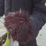 Toplotni talasi prijete skrivenom bogatstvu algi Južne Australije