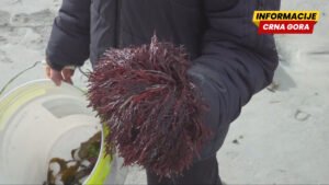 Toplotni talasi prijete skrivenom bogatstvu algi Južne Australije