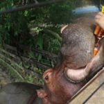 Indijski bogataš nudi spas za 80 Eskobarovih “kokainskih nilskih konja”: U Kolumbiji im prijeti odstrel