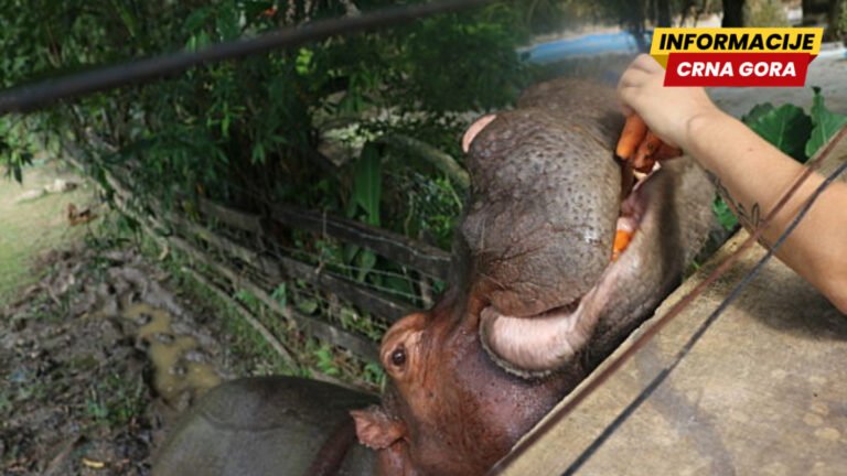 Indijski bogataš nudi spas za 80 Eskobarovih "kokainskih nilskih konja": U Kolumbiji im prijeti odstrel