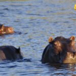 Indijski milijarder nudi utočište za Eskobarove „kokainske nilske konje”