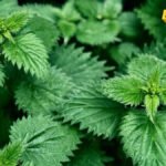 Biljka koja eliminiše sve toksine iz tijela – raste svuda oko vas