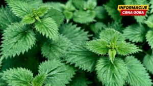 Biljka koja eliminiše sve toksine iz tijela – raste svuda oko vas