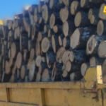 Akcija “Ogrijev”: Tri osobe procesuirane zbog šumskog kriminala