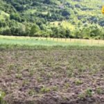 Poljoprivrednici: Inflacija “pojela” agrobudžet, proizvodnja sve skuplja