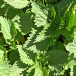 Kopriva za spas države