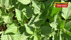 Kopriva za spas države