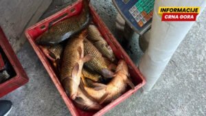 U Golubovcima oduzeta riba zbog nelegalne prodaje, jedna osoba procesuirana