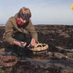 Zeleno zlato Irske: Morske alge osvajaju svijet