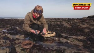 Zeleno zlato Irske: Morske alge osvajaju svijet