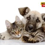 Počeli 15. Veterinarski dani: Struka upozorava na nedostatak kadra
