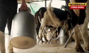 Monstat: Proizvodnja fermentisanih mliječnih proizvoda raste