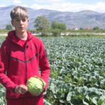 Nova generacija poljoprivrednika: 13-godišnji Aleksa poslije škole dolazi pravo na njivu