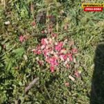 Otrov prosut po državnom imanju na Kapinom polju, policija saslušala bračni par