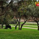 Miločerski park biće pod zaštitom države: Uprava za zaštitu…