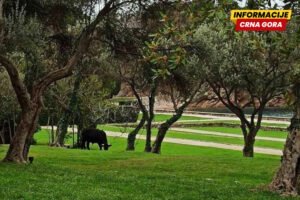 Miločerski park biće pod zaštitom države: Uprava za zaštitu...