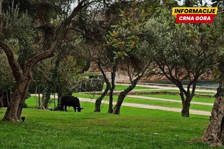 Miločerski park biće pod zaštitom države: Uprava za zaštitu...