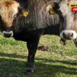 NVO Buša: Novi Agrobudžet pokazuje da su autohtone rase i dalje bez stvarne zaštite