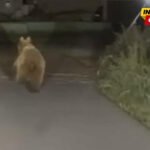 Ministarstvo poljoprivrede: Mogući uzrok pojave medvjeda u Zeti…