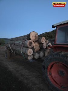 Procesuiran Petnjičanin zbog šumske krađe