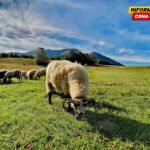 Poljoprivrednici neće plaćati porez: Opština Žabljak pokušava da olakša onima koji žive na selu