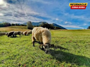 Poljoprivrednici neće plaćati porez: Opština Žabljak pokušava da olakša onima koji žive na selu