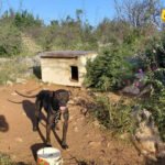 U Klikovačama otkriven slučaj zlostavljanja životinja: Psi izgladnjeli, sumnja se da su korišćeni i za borbe