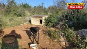 U Klikovačama otkriven slučaj zlostavljanja životinja: Psi izgladnjeli, sumnja se da su korišćeni i za borbe