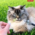 Mačak koji ne voli da izlazi iz kuće postao zvijezda interneta
