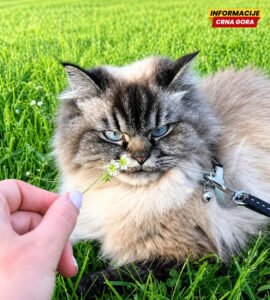 Merlin, mačak koji se želi napolju ali ne može se pobjediti s nijusnjem poštovanjem