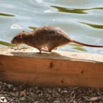 Što je andski soj hantavirus i zašto ga treba poštovati