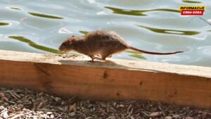Što je andski soj hantavirus i zašto ga treba poštovati