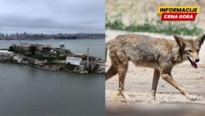Kojot olimpijac: Dva puta plivao do zatvora Alkatraz