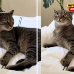 Mačka zakolutala očima na vlasnikov ples, video je nasmijao milione