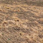 Upotreba herbicida u srpskoj poljoprivredi: ‘Prskaj, nema veze’
