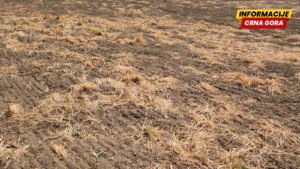 Upotreba herbicida u srpskoj poljoprivredi: 'Prskaj, nema veze'