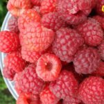 Francuska zadržala isporuku malina iz Srbije zbog prisustva opasnog metala