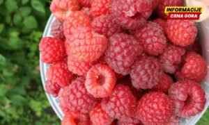 Francuska zadržala isporuku malina iz Srbije zbog prisustva opasnog metala
