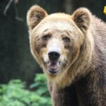JKP Zeta odbacuje navode o povezanosti pojave medvjeda i upravljanja otpadom