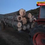 Prijava protiv Petnjičanina, osumnjičen da je sjekao stabla u državnoj šumi