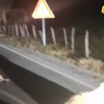 Bijelo Polje: Automobil usmrtilio desetak ovaca na putu