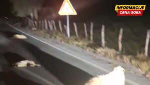 Bijelo Polje: Automobil usmrtilio desetak ovaca na putu