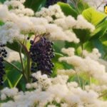 Sambucus nigra – nekrunisana kraljica bobičastog voća