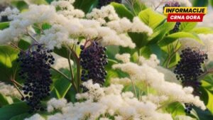 Sambucus nigra – nekrunisana kraljica bobičastog voća