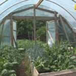 Urbana farma na Zabjelu: Kako transformira otpad u životne sredstva